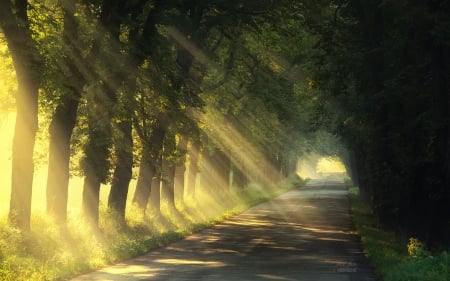 Light Road - Alley, Light, Summer, Road