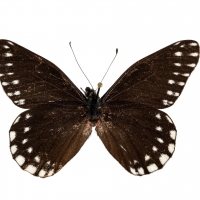 Rare Butterfly Found By Maria Sibyllia Merian