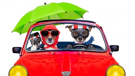 :) - dog, umbrella, animal, holiday, car, funny, green, red, caine, phone