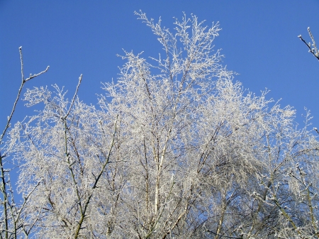 Frost‐Dusted Tree against Blue Sky - frost, winter, tree, sky