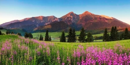 Beauty mountain panorama with flowers - hills, mountain, panorama, tatras, meadow, beautiful, high, grass, wildflowers