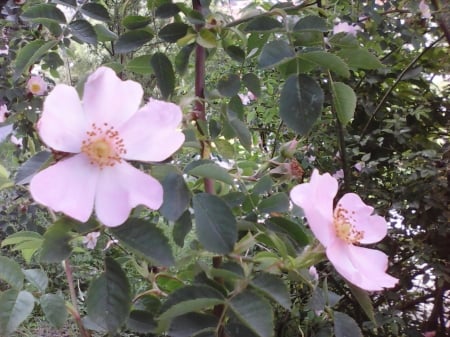 Pink flowers - flowers, forests, nature, pink