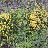 Yellow flowers