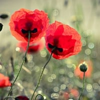 Poppy Lights