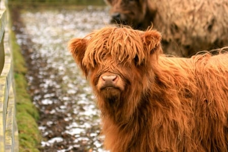 Call me Fluffy - Ginger, Wooly coat, Scotties, Highland cow