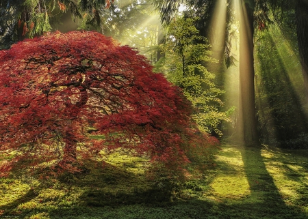 Guiding Light - sunrays, trees, colors, forest, leaves