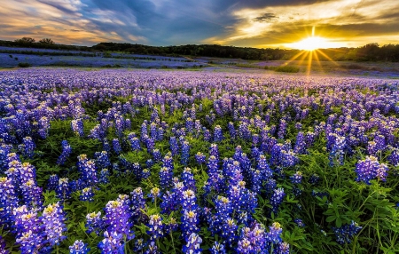 Bluebonnet Field at Muleshoe Bend Recreation Area, Austin- - usa, flowers, clouds, blossoms, texas, sunset, sun, sky