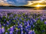 Bluebonnet Field at Muleshoe Bend Recreation Area, Austin-