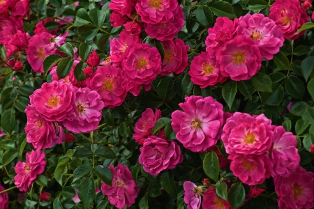 Roses - summer, trandafir, flower, pink, bush, green, rose, vara, wild