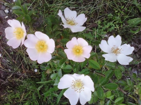 Pretty flowers - forest, roses, pink, flowers, nature