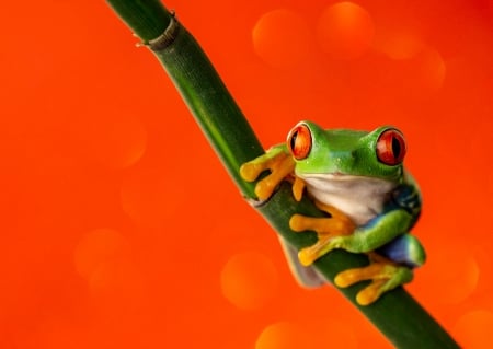 Frog - green, orange, amphibian, broasca, frog