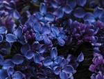 Lilacs