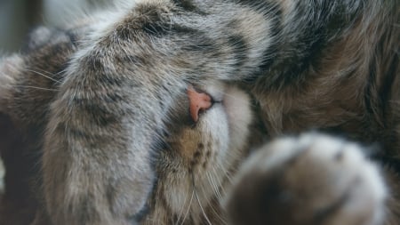 :) - paw, sleep, cat, pisici, cute