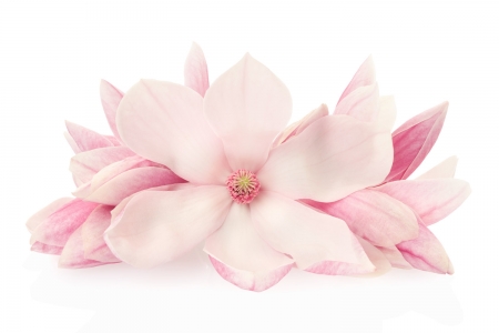 Magnolia - magnolia, white, spring, flower, pink