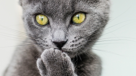 Kiss - yellow, eyes, cat, grey, kitten, paw, pisici, cute, kiss, face, solei himmelvid