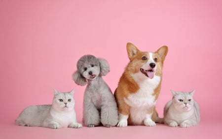 :) - caine, cat, dog, pink, pisici, animal, pet, cute