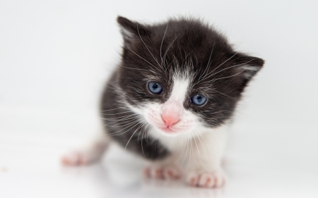 Kitten - black, white, animal, kitten, cute, pisici, cat