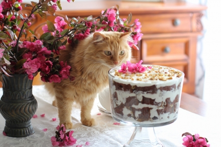 :) - food, pisici, dessert, cake, flower, pink, sweet, cat