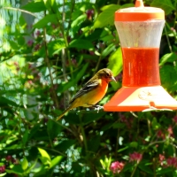 Female Baltimore Oriole