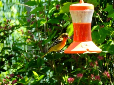 Female Baltimore Oriole