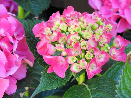 Garnet Hydrangea - Nature, Flowers, Spring, Garnet Hydrangea, Photography