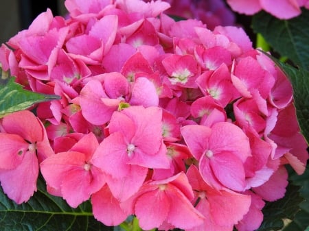 Spring Hydrangea - Nature, Flowers, Spring, Hydrangea, Garnet, Photography