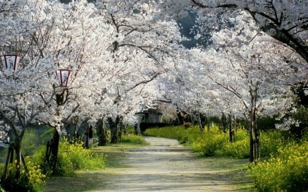 Blooming Alley - sunrays, blossoms, spring, trees