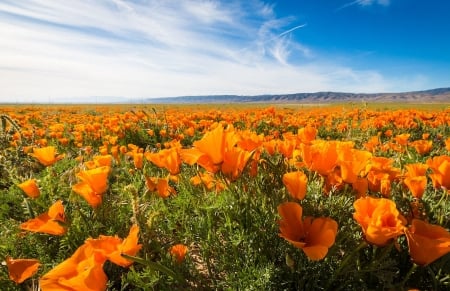 Golden Poppies in Antelope Valley, California - sky, blossoms, petals, clouds, flowers, field