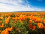 Golden Poppies in Antelope Valley, California