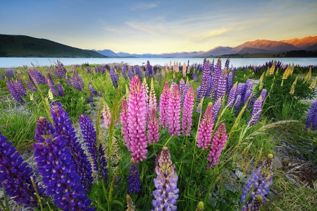 Lupines at Mountain Lake - blossoms, landscape, plants, mountains, sky