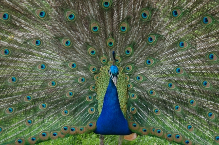 Peacock - bird, tail feathers, peacock, showing off