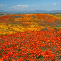 Antelope Valley Poppy Reserve Superbloom, California