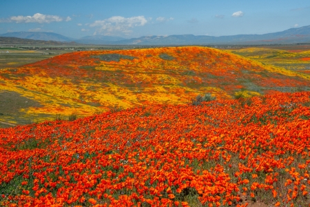 Antelope Valley Poppy Reserve Superbloom, California