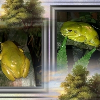 FRAMED FROGS