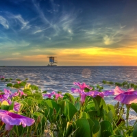 Beach Morning Glory Flower At Sunrise