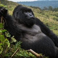 a large male silverback in Volcanoes National Park