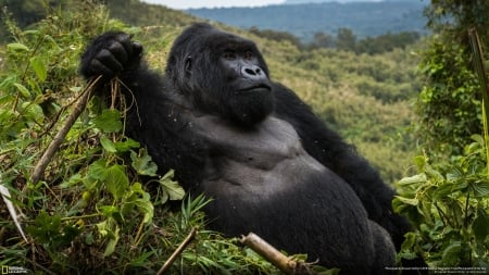 a large male silverback in Volcanoes National Park - Volcanoes, Park, National, in, Large, A, Male, Silverback