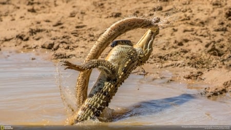 A Mugger Crocodile And Gigantic Russells Viper