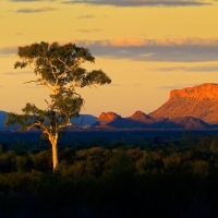 Alice Springs Ghost Gum