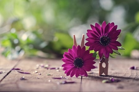 ♥ - abstract, flowers, cute, purple