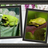 FRAMED FROGS