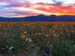 California, Anza Borrego Desert Bloom