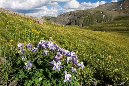 Colorado Wildflower - clouds, landscape, blossoms, mountains