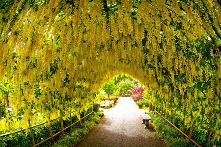 Yellow Wisteria - blossoms, spring, tunnel, park