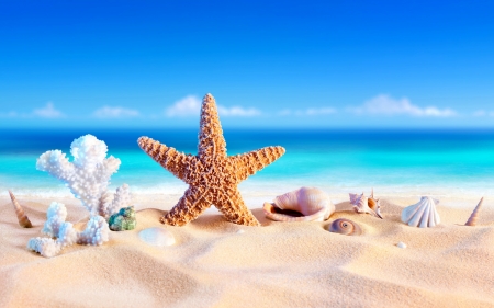 * - Sand, Starfish, Starshell, Beach