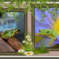 LOVELY FRAMED FROGS