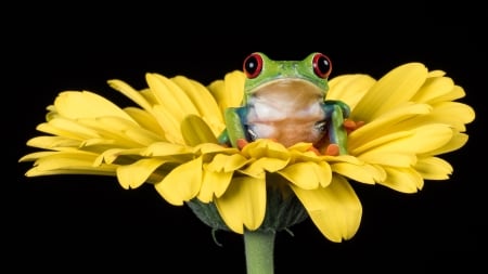 :) - black, yellow, green, amphibian, broasca, flower, frog