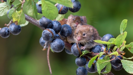 Mice - berry, rodent, soricel, field mouse, animal, grapes, fruit