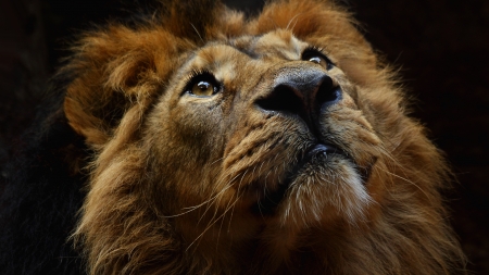 Lion - animal, face, lion, leu