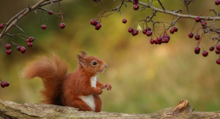 Squirrel - animal, cherry, berry, fruit, cute, squirrel, veverita